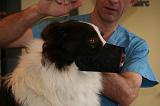 BORDER COLLIE - MUSELIERE 006